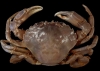 Polybius dioscuris, la nueva especie de cangrejo descubierta en aguas españolas