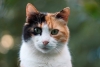 ¿Por qué la mayoría de los gatos tricolor son hembras?