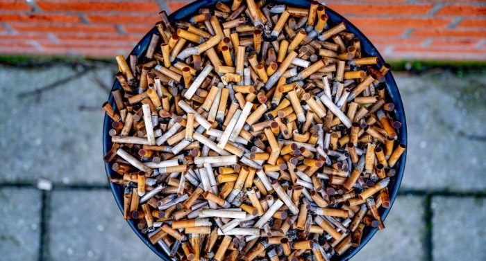 Hongos misioneros: una posible solución a la contaminación por colillas de cigarro