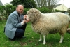 Oveja “Dolly”: se cumplen 27 años del primer animal clonado