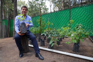 UAEMéx suma esfuerzos para preservar y extender los renuevos del árbol de La Mora, símbolo de identidad universitaria