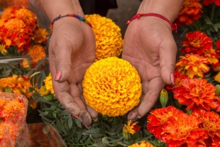 ¿Sabías que no todas las flores de cempasúchil son iguales? Te contamos