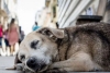 Propone Morena reconocer cómo “mascotas comunitarias” a los perros callejeros