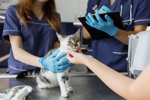 Estos animales domésticos resultan prácticamente inmunes a las dolencias