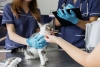 Prevención felina: estas son las enfermedades más comunes en gatos
