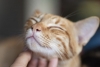 Comprobado: los gatos son capaces de imitar el comportamiento humano