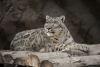 Leopardo de las nieves da positivo a COVID-19 en zoológico estadounidense