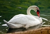 Cisne muere de tristeza tras ser abandonada por su pareja
