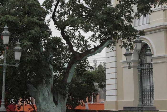 Árbol de la mora, testigo de la construcción del Instituto Literario y la UAEMéx