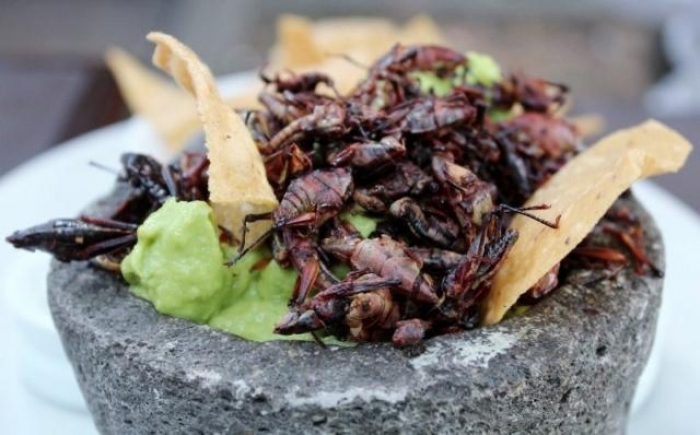 COMER INSECTOS, ¿LA POSIBLE DIETA DEL FUTURO?