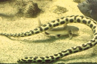 Las anguilas serpiente &quot;explotan&quot; en el estómago de sus depredadores
