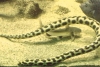 Las anguilas serpiente 