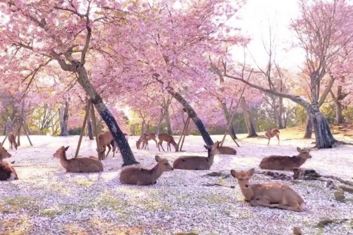 Decenas de ciervos descansan bajo los cerezos en flor de Japón