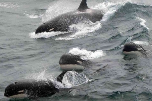 Las orcas viven más cuando tienen abuela