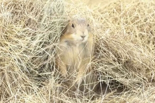 Perrito de la pradera en peligro de desaparecer