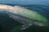 Greenpeace protesta para exigir la liberación de las ballenas encarceladas en Rusia