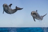 ¿Ejercicio o diversión? Esta es la razón por la que los delfines saltan y giran fuera del agua