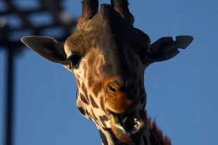 ¡Ya está en casa! La jirafa Benito llega a Africam Safari