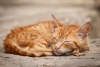 ¿Hizo bien? Mujer cancela su boda porque prometido abandonó a su gato