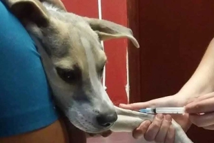 De acuerdo con la joven propietaria, su objetivo es hacer conciencia sobre el cuidado de las mascotas
