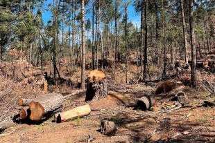 La misma pena se aplicará cuando el delito se cometa en áreas naturales protegidas