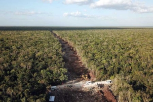 Gobierno reconoce que Tramo 5 del Tren Maya no tiene estudio de impacto ambiental