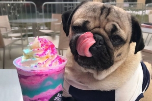 Petfluencers: conoce 3 mascotas famosas que “mantienen” a sus dueños gracias al internet