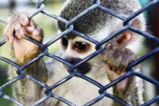 Azcarm buscará incrementar penas para traficantes de animales silvestres