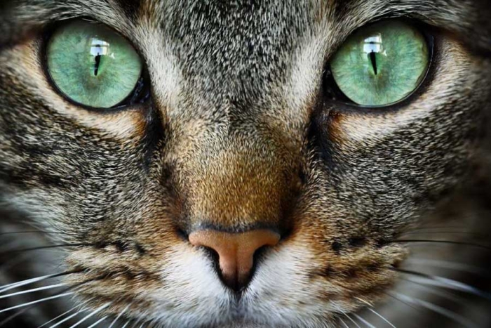 Deslumbrante variedad de ojos de los gatos se explicaría gracias a su primer antepasado