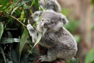 Buscan crear Súper Koalas
