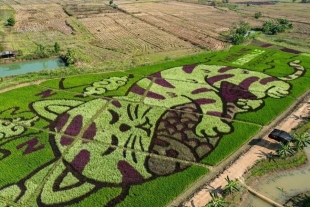 ¡Michis de arroz! Gatos gigantes cautivan en campos de Tailandia
