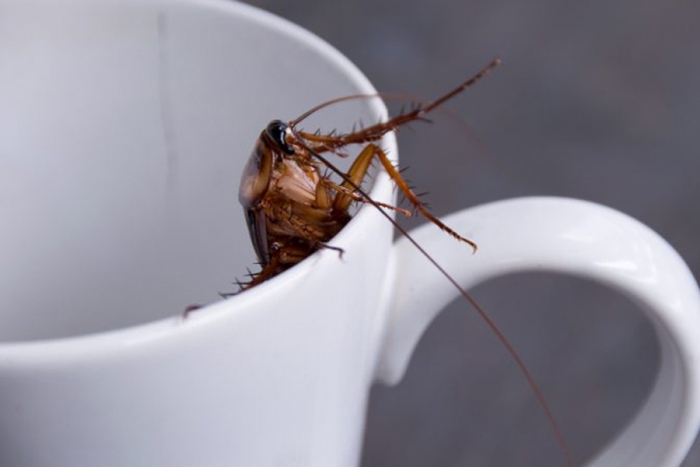 Leche de cucaracha, la polémica bebida de la que todos hablan