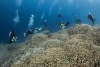 Descubren en el Pacífico el coral más grande del mundo; Tiene 300 años y se ve desde el espacio
