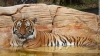 ¿Fue justo? matan a tigre luego de atacar a un hombre en zoológico de Florida