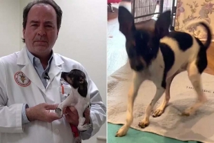 Conoce a “Siggi”, el perrito que nació con las patas al revés