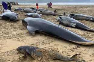 Mueren 55 ballenas piloto al encallar en una playa de Escocia