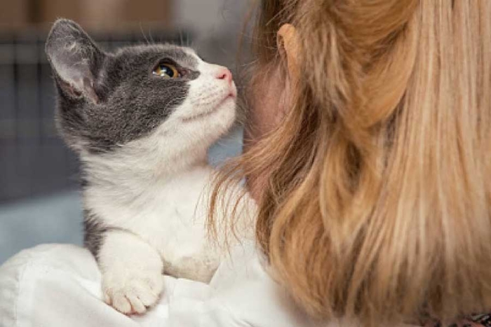 Finjamos sorpresa; reciente estudio confirma que los gatos son manipuladores