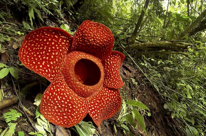 ¡Alerta! La flor más grande del mundo corre grave riesgo de desaparecer