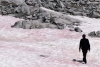 Los Alpes se llenan de nieve rosa ¡conoce este extraño fenómeno!