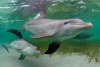Mamás delfín cantan a sus crías cuando están en el útero