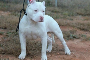 Policías de Iztacalco disparan a pitbull por haberlos mordido