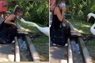 Cisne “ayuda” a ponerse el cubrebocas correctamente a una mujer y el video se vuelve viral