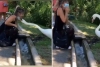 Cisne “ayuda” a ponerse el cubrebocas correctamente a una mujer y el video se vuelve viral