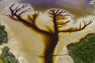 Encuentran espectacular “árbol de la vida” en lago de Australia 