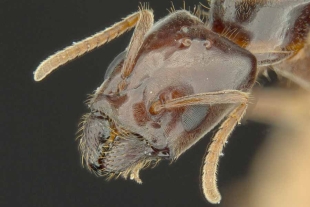 Australia incluye a la hormiga “Niñera” entre sus 139 nuevas especies clasificadas