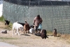 Trabajo “perruno”