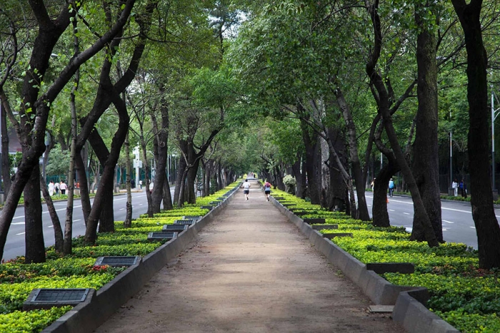 Árboles: grandes aliados para reducir el calor en las ciudades