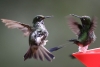 Los colibríes son las únicas aves que pueden volar en reversa