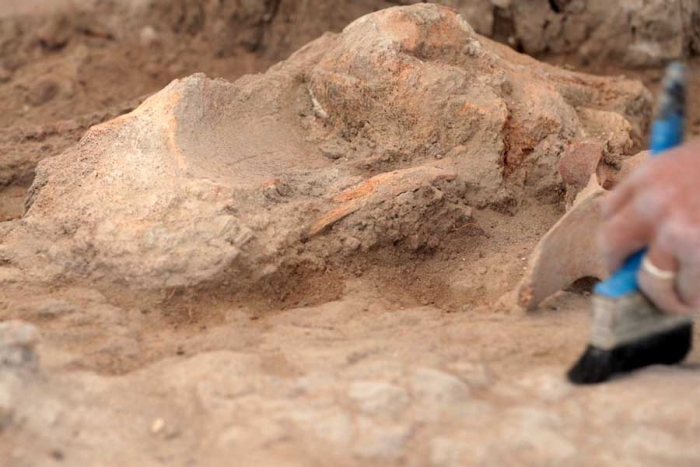 Encuentran en Oaxaca un fósil de erizo de hace 30 millones de años
