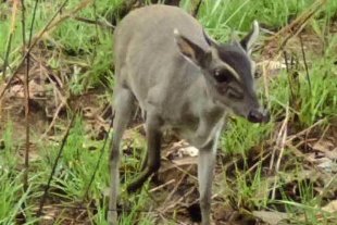 Reaparece el antílope duiker de Walter, especie en peligro de extinción